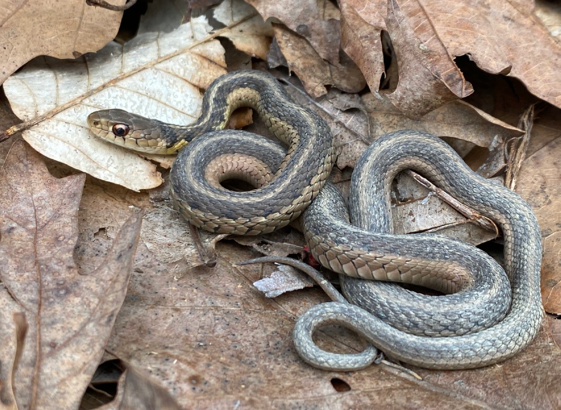 Eastern Garter Snake